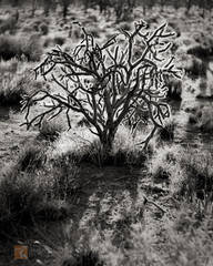 Denizens | California Desert Photographic Artist Michael E. Gordon